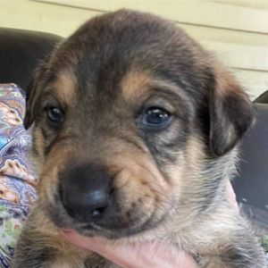 Bruiser Labrador Retriever Dog