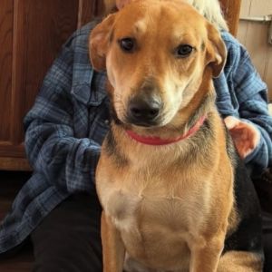 Laverne Labrador Retriever Dog