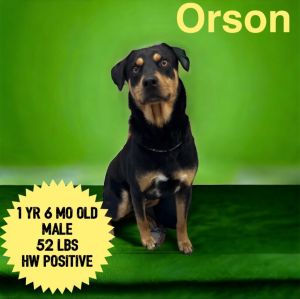 Orson