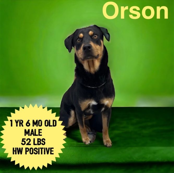 Orson