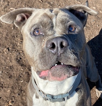 Shade, an adoptable Pit Bull Terrier, Mixed Breed in Pendleton, OR, 97801 | Photo Image 1