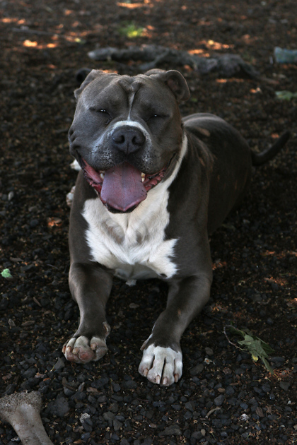 Shade, an adoptable Pit Bull Terrier, Mixed Breed in Pendleton, OR, 97801 | Photo Image 2