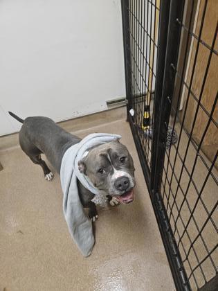 Shade, an adoptable Pit Bull Terrier, Mixed Breed in Pendleton, OR, 97801 | Photo Image 3