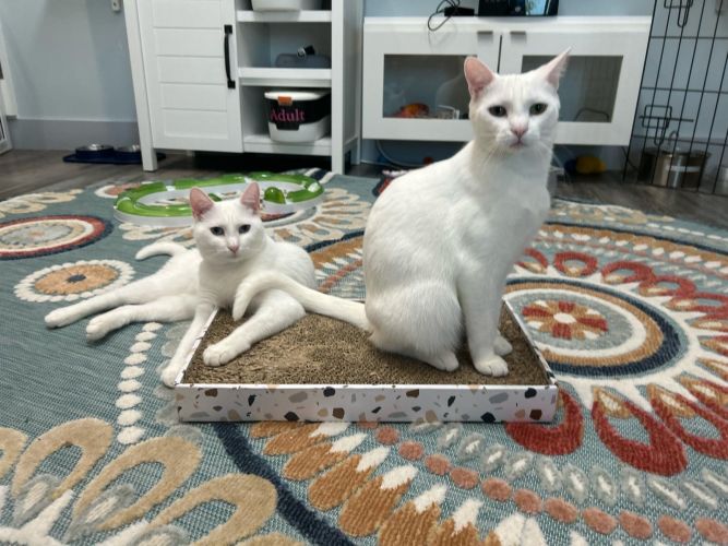 Cat for adoption - Moses, a Domestic Short Hair in St