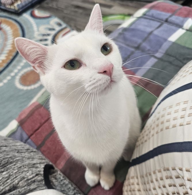 Nora