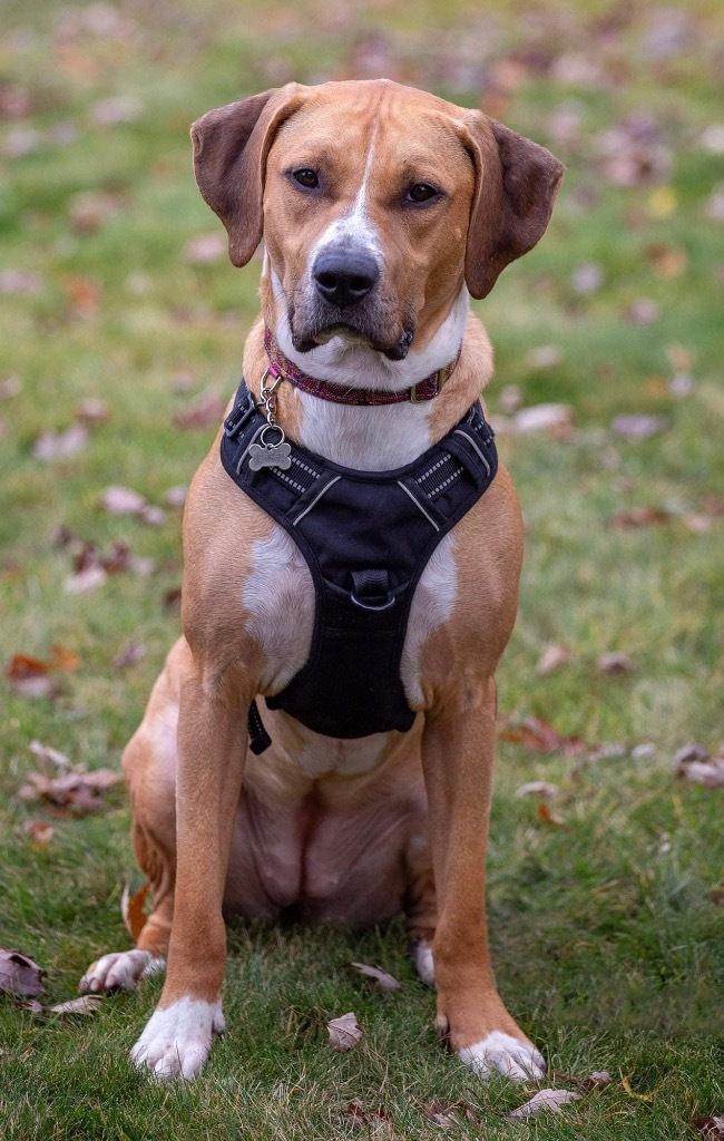 Janet, an adoptable American Bulldog, Coonhound in Savage, MN, 55378 | Photo Image 1