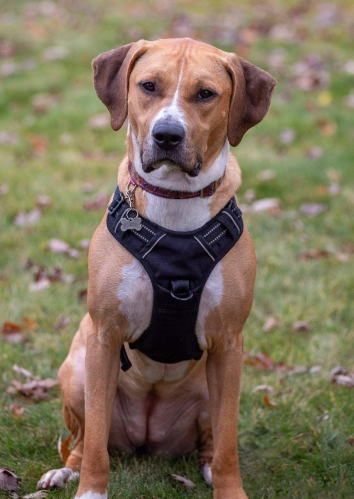 Janet, an adoptable American Bulldog, Coonhound in Savage, MN, 55378 | Photo Image 1