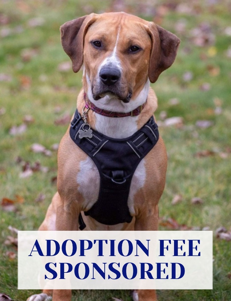 Janet, an adoptable American Bulldog, Coonhound in Savage, MN, 55378 | Photo Image 1