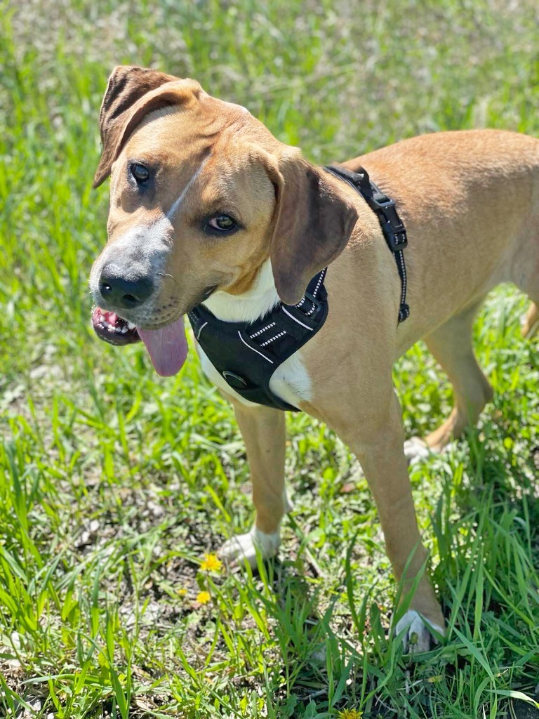 Janet, an adoptable American Bulldog, Coonhound in Savage, MN, 55378 | Photo Image 4