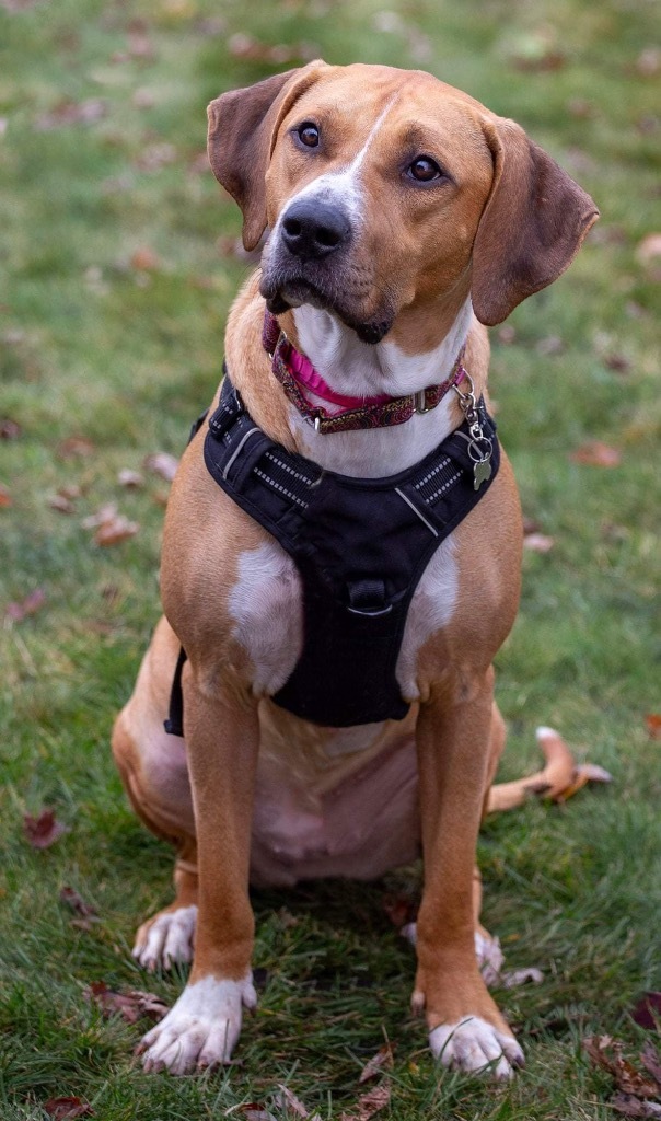 Janet, an adoptable American Bulldog, Coonhound in Savage, MN, 55378 | Photo Image 5
