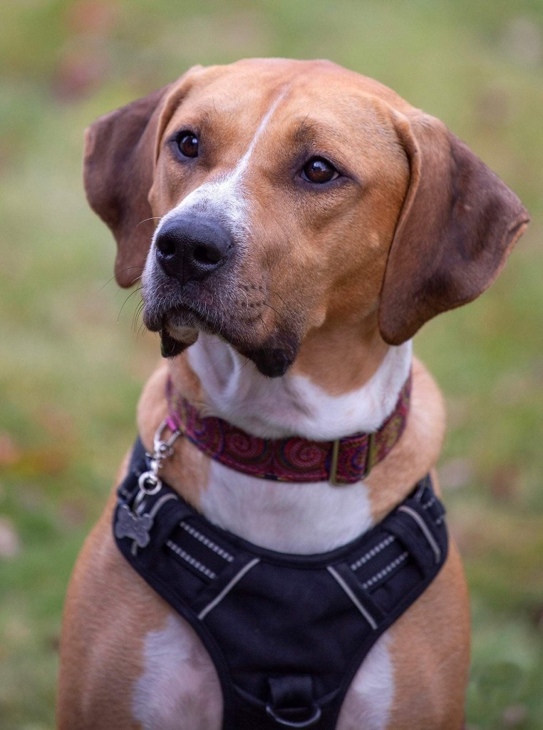 Janet, an adoptable American Bulldog, Coonhound in Savage, MN, 55378 | Photo Image 6