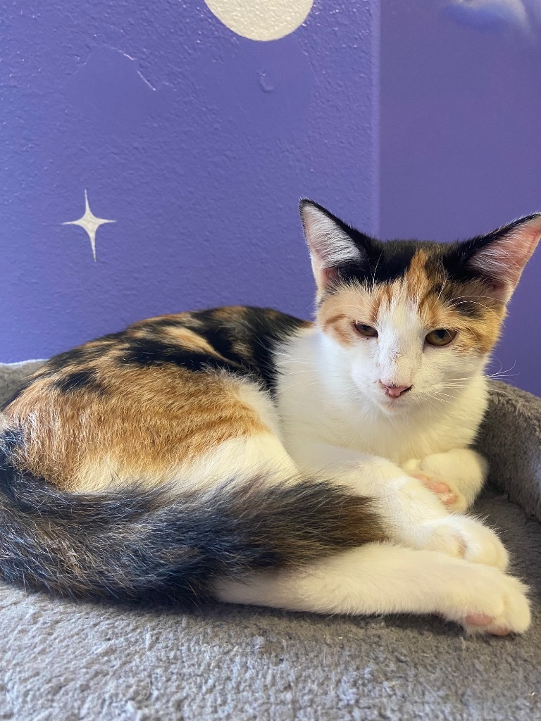 Cadence, an adoptable Domestic Short Hair in Corpus Christi, TX, 78415 | Photo Image 1