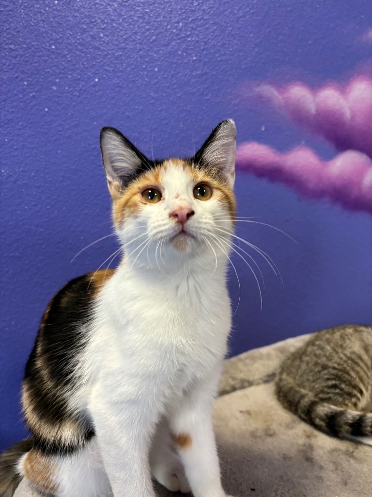 Cadence, an adoptable Domestic Short Hair in Corpus Christi, TX, 78415 | Photo Image 2