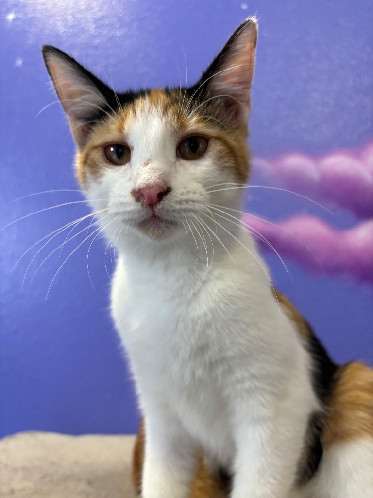 Cadence, an adoptable Domestic Short Hair in Corpus Christi, TX, 78415 | Photo Image 3