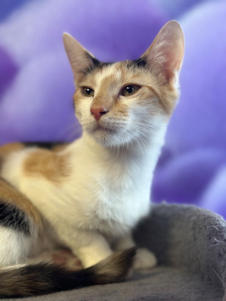 Luna, an adoptable Domestic Short Hair in Corpus Christi, TX, 78415 | Photo Image 1