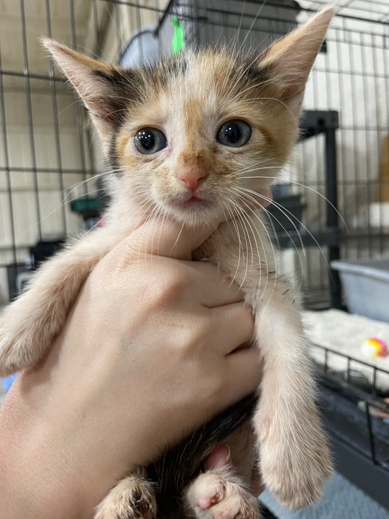 Luna, an adoptable Domestic Short Hair in Corpus Christi, TX, 78415 | Photo Image 2