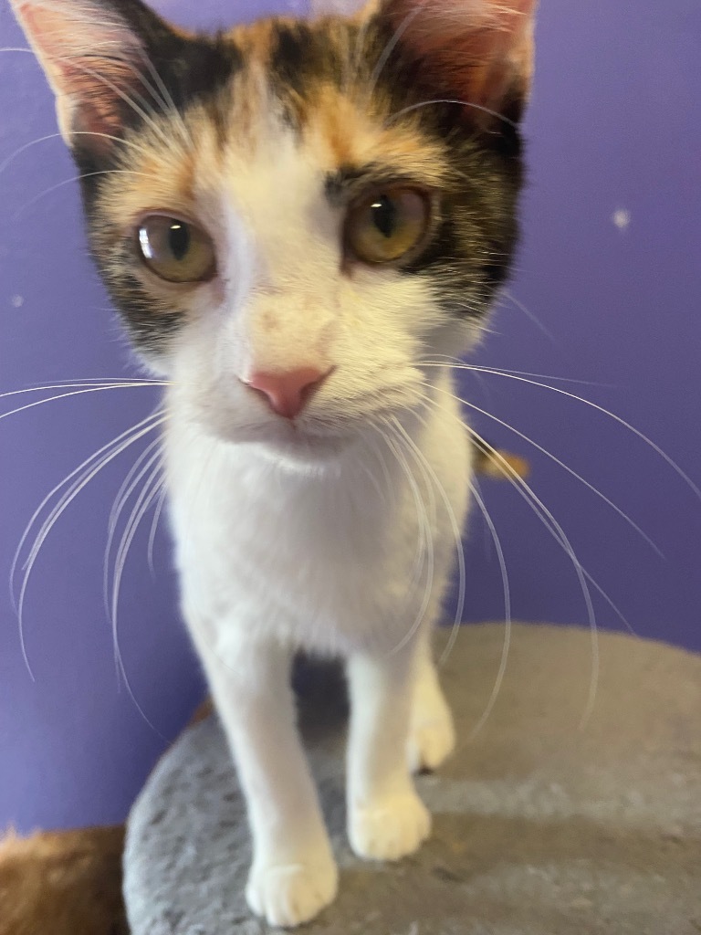 Celestia, an adoptable Domestic Short Hair in Corpus Christi, TX, 78415 | Photo Image 1