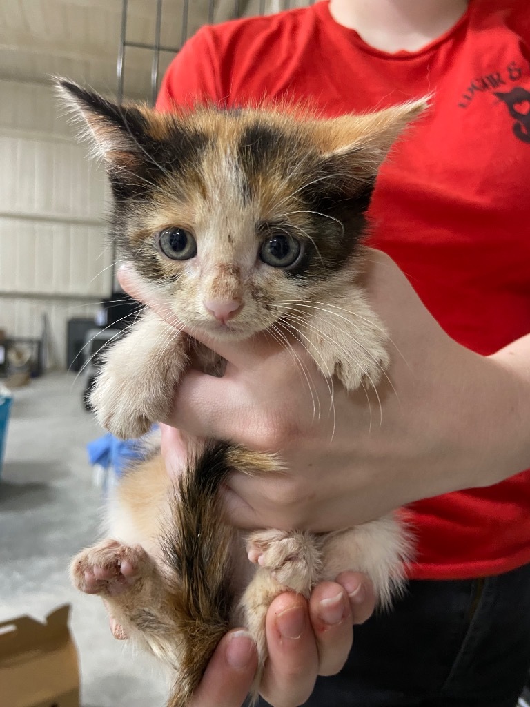 Celestia, an adoptable Domestic Short Hair in Corpus Christi, TX, 78415 | Photo Image 2