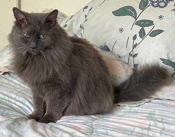 MISSY - Offered by Owner - Long-haired Senior, an adoptable Domestic Long Hair, Nebelung in Hillsboro, OR, 97123 | Photo Image 1