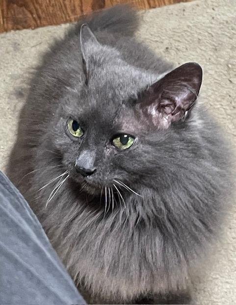 MISSY - Offered by Owner - Long-haired Senior, an adoptable Domestic Long Hair, Nebelung in Hillsboro, OR, 97123 | Photo Image 2