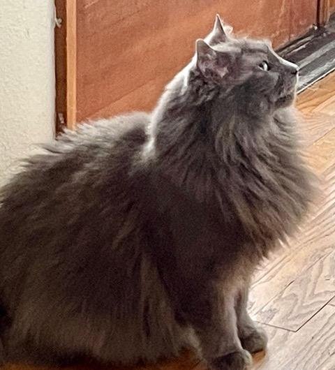 MISSY - Offered by Owner - Long-haired Senior, an adoptable Domestic Long Hair, Nebelung in Hillsboro, OR, 97123 | Photo Image 3