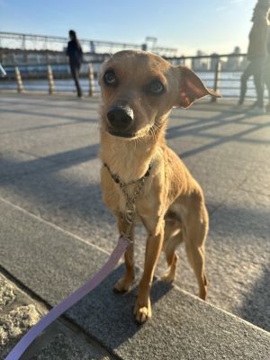 Flaco is a 2 year old 12 pound chihuahua  terrier mix from Tijuana He has adj