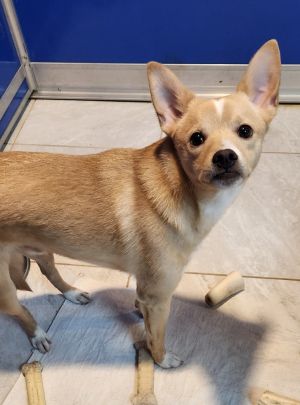 Chihuahua and american eskimo fashion mix