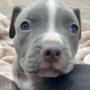 Avon Barksdale (purple) Pit Bull Terrier Dog