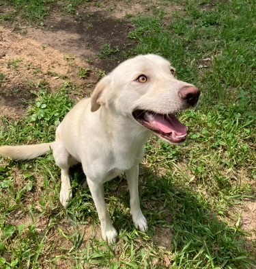 Snowball aka Snoball, an adoptable Labrador Retriever in Baileyville , ME, 04694 | Photo Image 1