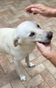 Snowball aka Snoball, an adoptable Labrador Retriever in Baileyville , ME, 04694 | Photo Image 2