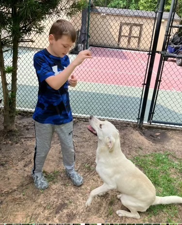 Snowball aka Snoball, an adoptable Labrador Retriever in Baileyville , ME, 04694 | Photo Image 3