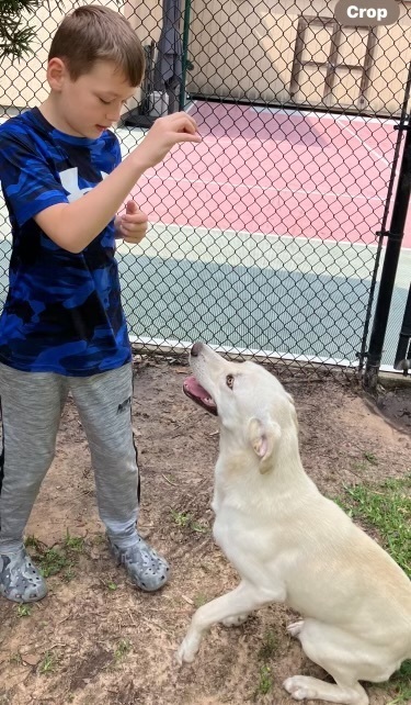 Snowball aka Snoball, an adoptable Labrador Retriever in Baileyville , ME, 04694 | Photo Image 4