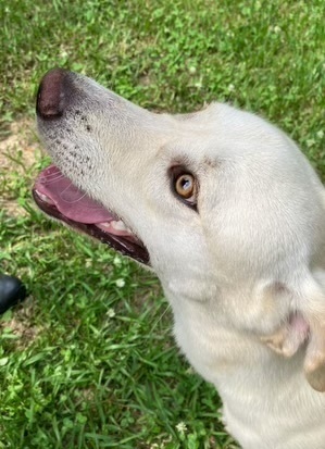 Snowball aka Snoball, an adoptable Labrador Retriever in Baileyville , ME, 04694 | Photo Image 5