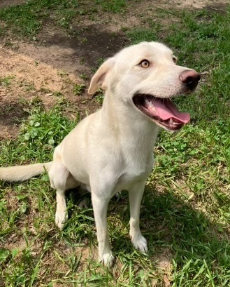 Snowball aka Snoball, an adoptable Labrador Retriever in Baileyville , ME, 04694 | Photo Image 6