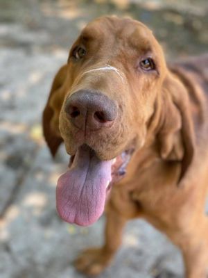 Clifford **READ ENTIRE DESCRIPTION** Bloodhound Dog