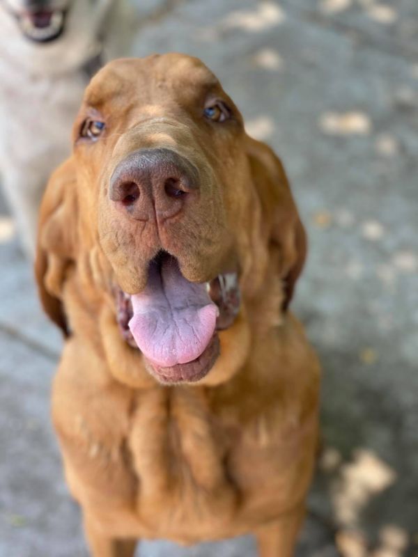 Clifford **READ ENTIRE DESCRIPTION**, an adoptable Bloodhound in Spokane, WA, 99205 | Photo Image 2