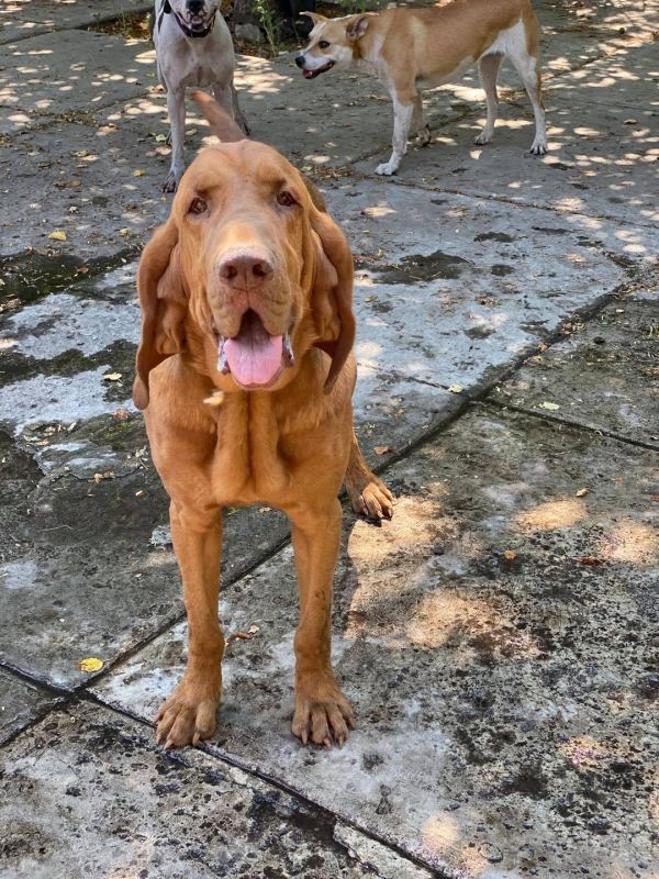 Clifford **READ ENTIRE DESCRIPTION**, an adoptable Bloodhound in Spokane, WA, 99205 | Photo Image 3