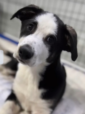 Maverick **READ ENTIRE DESCRIPTION**, an adoptable Collie, Mixed Breed in Spokane, WA, 99205 | Photo Image 1