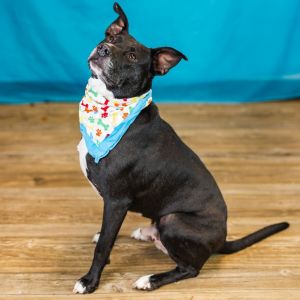Vaughn (sponsored), Adult Male American Staffordshire Terrier