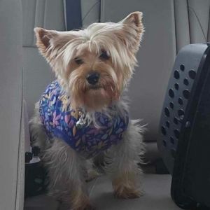 Meet Maudee Maudee is an almost four-year-old 12-pound Yorkie who will steal your heart with her c