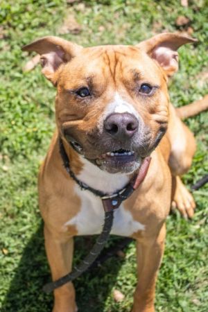 Want to meet a dog that never stops grinning and has the cheesiest smile Meet Camacho He might jus