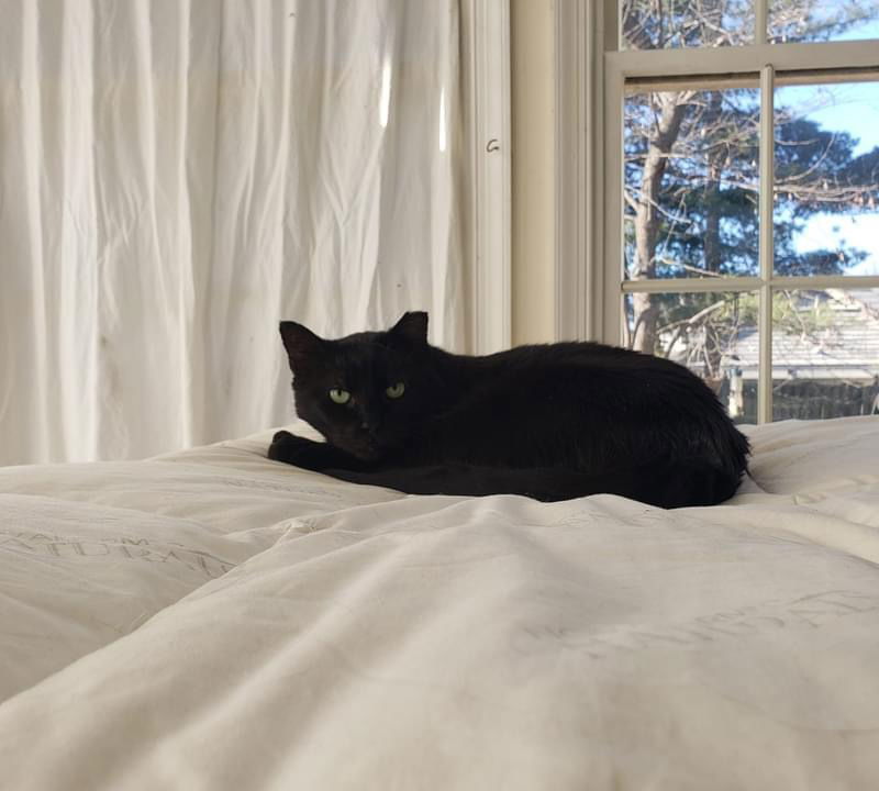 Simba