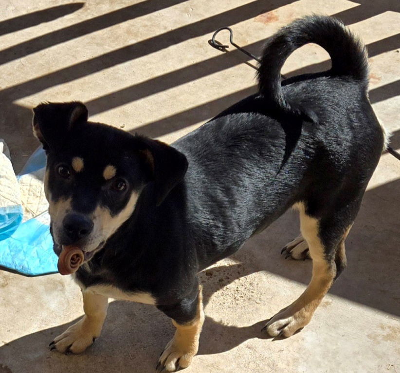 Baby Girl, an adoptable Labrador Retriever, Spaniel in San Antonio, TX, 78251 | Photo Image 1