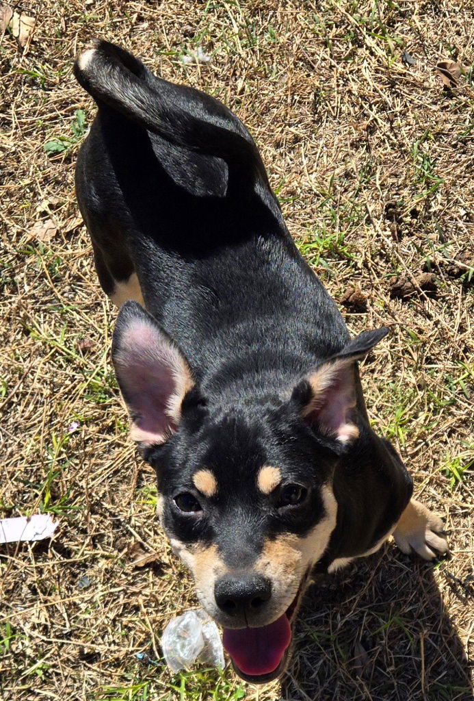 Baby Girl, an adoptable Labrador Retriever, Spaniel in San Antonio, TX, 78251 | Photo Image 2