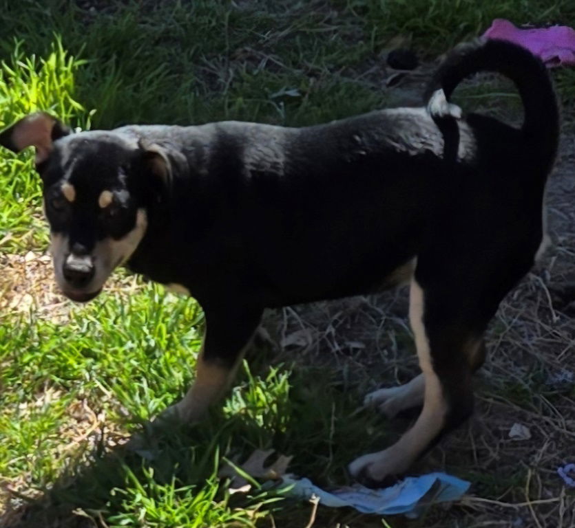 Baby Girl, an adoptable Labrador Retriever, Spaniel in San Antonio, TX, 78251 | Photo Image 3