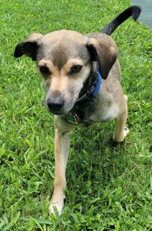 Albert, Young Male Labrador Retriever