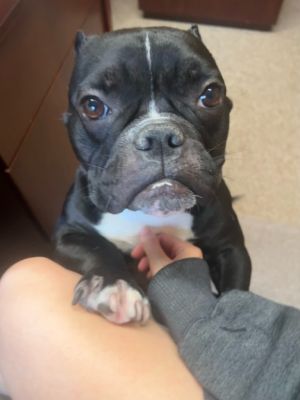 My name Is Guppy the 4 year old French bulldog mix I was rescued from a municipal shelter I am