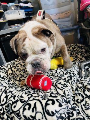 My name is Boudreaux I am an adorable 7-year-old Olde English bulldogge mix 81 lbs of pure sweetn