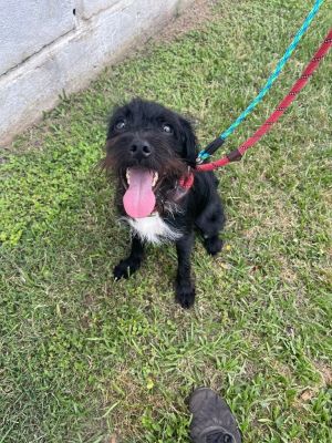 black  white wirehaired terrier mix  If you would l