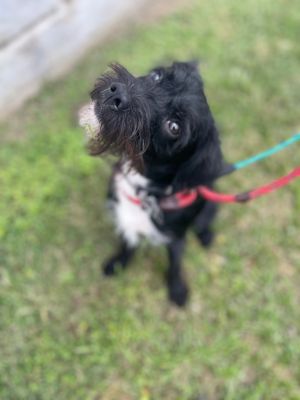 Hi there big world My name is Thayer and I am a 1 year old black  white wirehaired terrier